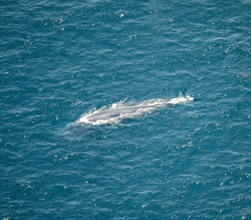 aerial-whale-watching-02