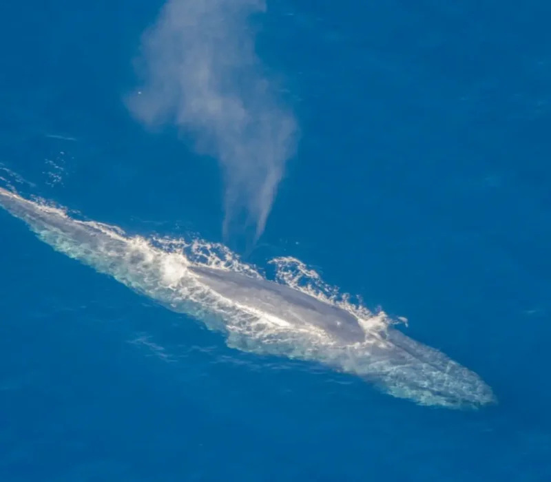 aerial-whale-watching-03