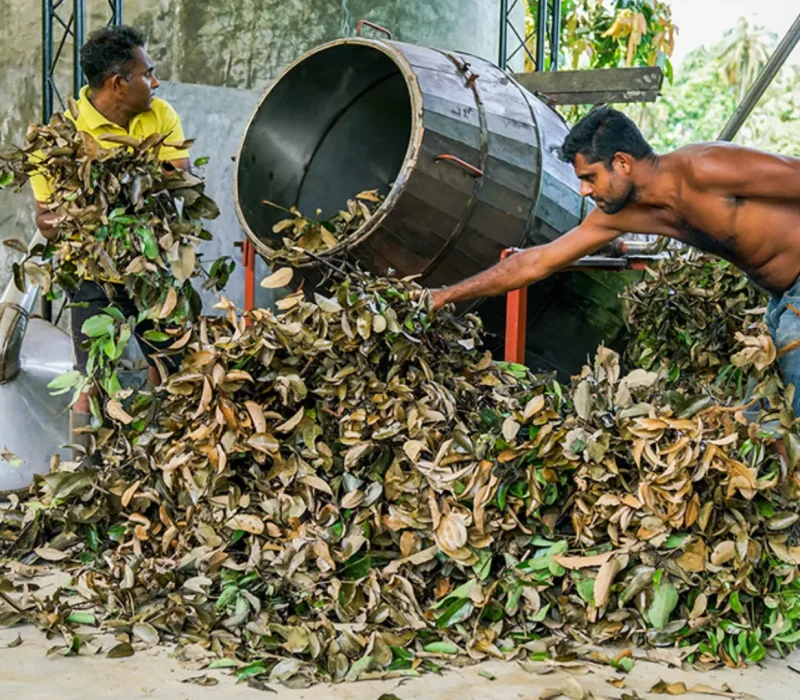 ceylon cinnamon 05 | Pepper Life | Travel agency in Colombo