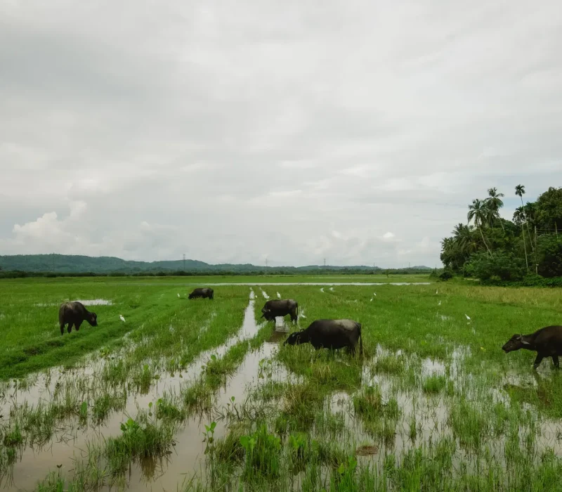 paddies-plantations-weligama-02