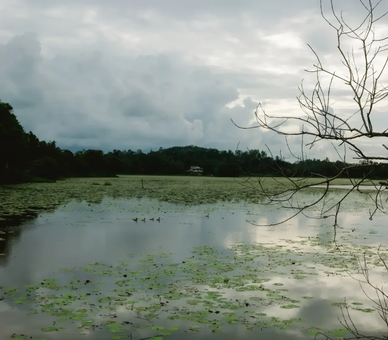 paddies-plantations-weligama-03