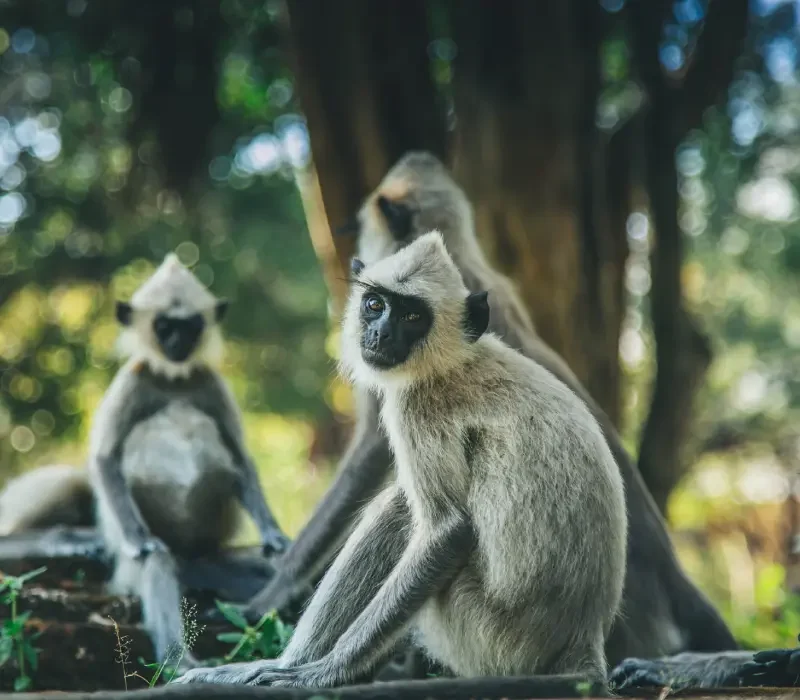 polonnaruwas-primates-header-mobile