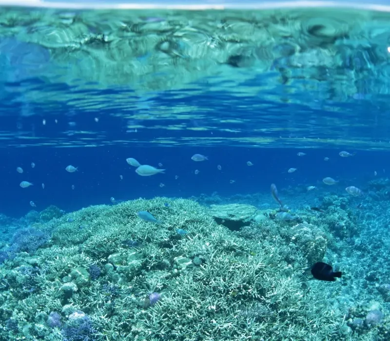 Snorkeling And Coral Watching In Kayankarney