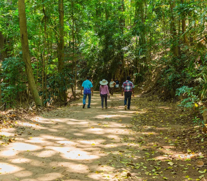 udawattakele-forest-walk-07