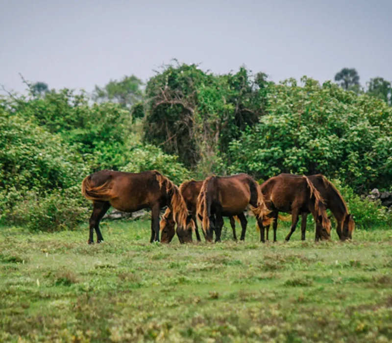 wonders-of-the-horse-island-10